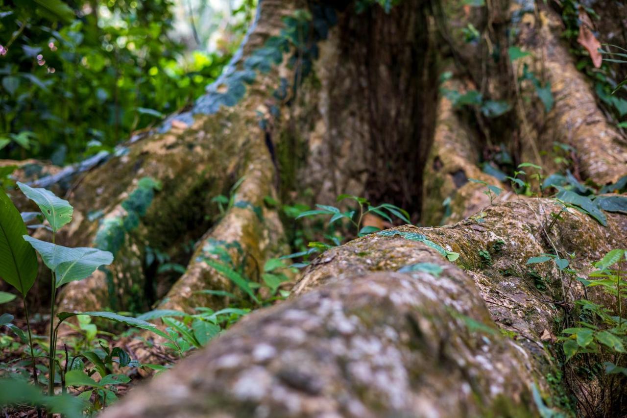 Namuwoki Lodge Puerto Viejo de Talamanca Eksteriør bilde